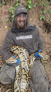 142K views · 17K reactions | All I Want For Christmas is Giant pythons! @reptilekyle @crittercatchermeg . #python #snake #wildlife #florida #nature | Snakeaholic | Facebook