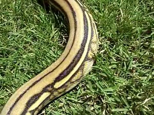 Supertigerretic Netzpython im Garten