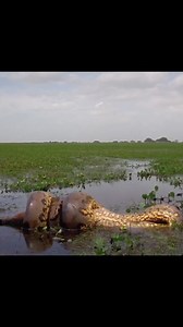 Exo Wildlife on Reels