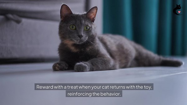 10 Simple Tricks to Teach Your Cat