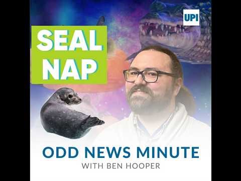 Large python makes midnight visit to home's bathroom