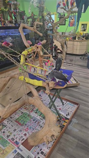 𝙹𝚞𝚗𝚐𝚕𝚎 𝚂𝚎𝚛𝚟𝚒𝚌𝚎𝚜 on Instagram: "Man these greybies are growing fast!!! They got their own giant java tree to play on! Its crazy how smart they are already !!"