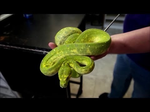 Biak Green Tree Python handling and cage build! Love the GTPs!