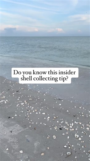 4.3K reactions · 214 shares | Psst! Want to know a secret shell collecting tip? Watch the video to find out! ✨ #MyFortMyers #ShellCollecting | Visit Fort Myers | Facebook