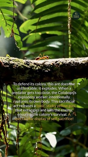 2.3K views | Explore the incredible defense mechanism of exploding ants, a true marvel of animal behavior. #survival #facts #didyouknow #historyfacts | What on Earth | Facebook