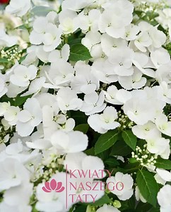 4.4K views · 44 reactions | Dzień dobry, Przypominamy, że dziś możecie nas spotkać na 27. Jarmarku Hetmańskim w Zamościu! W ofercie między innymi piękne Hortensje „uciekająca panna młoda”. 朗 | kwiatynaszegotaty.pl | Facebook