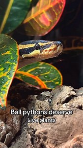 Keeping a ball python after a decade of keeping other reptiles has been interesting. The most popular pet reptile, the most overbred pet reptile, the “it doesn’t need enrichment, it just balls up” reptile- while I can’t speak for all ball pythons out there, Ymir is explorative, curious, active, engaging, and intelligent. Immediately upon living in her bigger enclosure, she explored the entirety of it, didn’t have a lapse in her feedings, and we continue to see her active each night climbing, sme