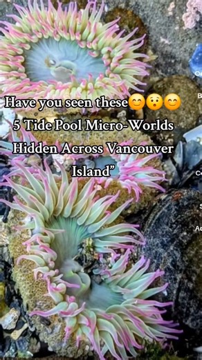 Vancouver Island Tide Pools: 5 Micro-Worlds You Need to See” #vancouverisland #BC #FYP #viral #trend