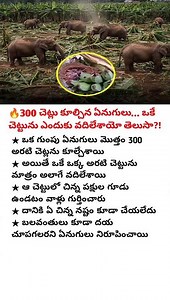 🔥ELEPHANTS SAVE A LITTLE BIRD’S LIFE BY PROTECTING A SINGLE BANANA TREE🔥#birds #animals#shorts#news🔥