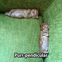 Section 5 - Slopes of Parallel and Perpendicular Lines