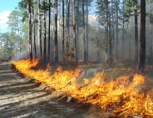 What is a Practicum? – How to Compile the Background