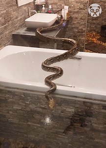 Finding a giant python in a bathroom | Bored Panda Animals