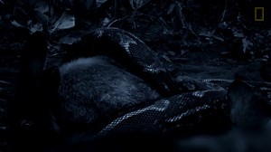 73K views · 2.9K reactions | Comme la plupart des serpents, le python a une mauvaise vue... mais cela ne veut pas dire qu'il ne peut pas vous ""voir"". | Nat Geo Wild France | Facebook