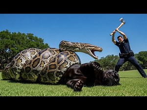 GIANT Python Attacks Black Panther! 😱 Police Rescue