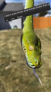 Should I do more post like this?🐍 Miss Green Bean 🐍�Aru Green Tree Python | FemaleMiss Green Bean has been with me since April 2023, and she’s a whole mood—if “choosing violence” was a personality trait, she’d have it mastered. 💚 She’s a stunning sight with her vibrant green scales, blue accents running down her belly, and white speckles along her back. ✨�But don’t let the beauty fool you; she’s a little spicy. Guaranteed to either piss or poop on you when you hold her, and she’s ready to str