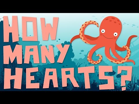How Many Hearts Does an Octopus Have? 🐙 And Why is Octopus Blood Blue!? 💙