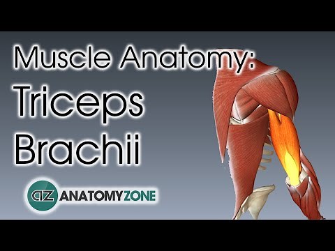 Triceps | Muscle Anatomy