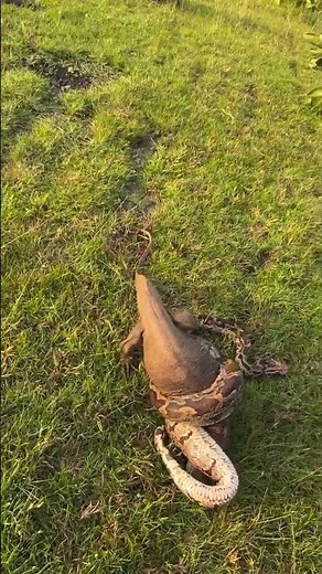 Snack flavor: Very large Python and Lizard snake #viralvideofb #highlightseveryoneless