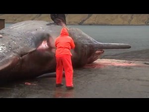 Exploding whale