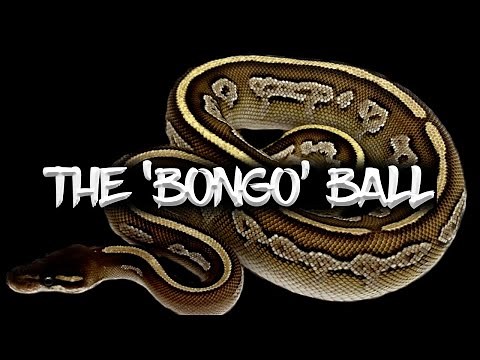 The 'Bongo' Ball Python Morph