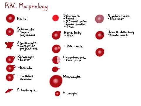 RBC Morphology
