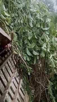 ciri" betina birahi . JIS langsung jadi