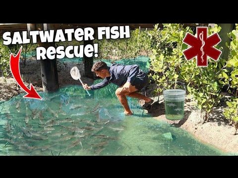 Watch me save trapped fish in tide pools!