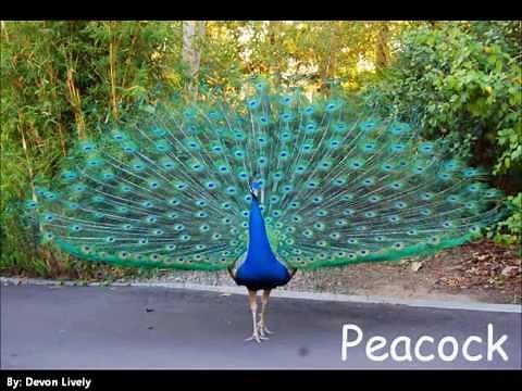 Let's Learn About: Animals