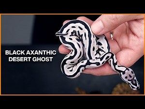 NEW Black and White Ball Pythons!