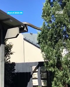 BEST OF 2023 #6: A monster five metre python has managed to defy gravity and slither from a suburban roof to a tree in southeast Queensland. MORE HERE: https://nine.social/uhY | Nine.com.au