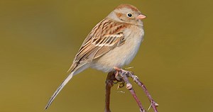 Field Sparrow Sounds, All About Birds, Cornell Lab of Ornithology