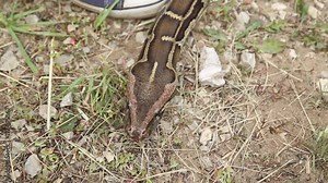 Snake crawling on the ground near the human legs, the Python sticks out its tongue