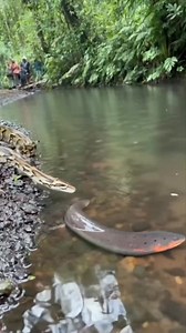 Python vs Electric Eel 🐍💥🌊 #animals #wildlife | Freddie