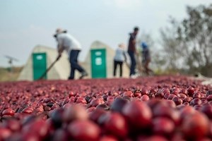 What is the Coffee Production Process?