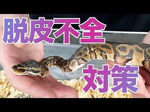 Dealing with Incomplete Shedding: A Guide to Ball Python Skin Shedding and Assistance