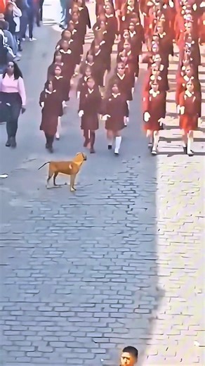 Funny Pets Compilation