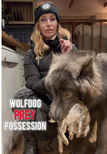 What to do if your wolfdog or ‘dog’ gets an animal whilst walking.. Well in Rivers case, he literally ‘picked the rabbit up’ whilst on the leash. It was dark and we couldn’t see it but a few local rabbits have been Ill with Myxomatosis so even though it doesn’t affect dogs, you still should try and remove a sick prey animal from your dog just incase. With wolfdogs, they are VERY INTENSE over caught prey or dead animals they find on walks and this intensity means they WILL NOT give it up. They tr