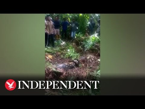Indonesian woman swallowed whole by python