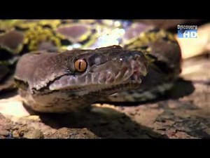 Austin Stevens - Der Menschenfresser Python (1/5)