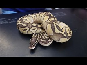 Breeding tips!! ball python genetics made simple