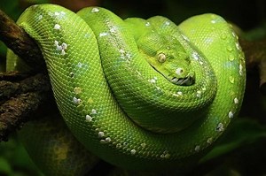 Green Tree Python Care Sheet | Reptiles' Cove