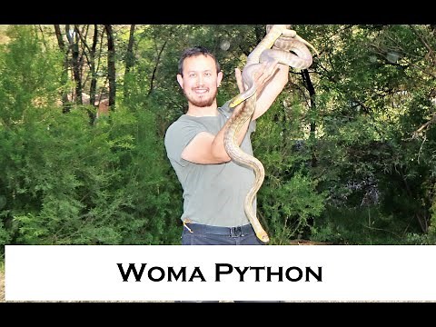 Australian Woma Python - AKA Ramsay's or Sand Python. Woma Python Documentary