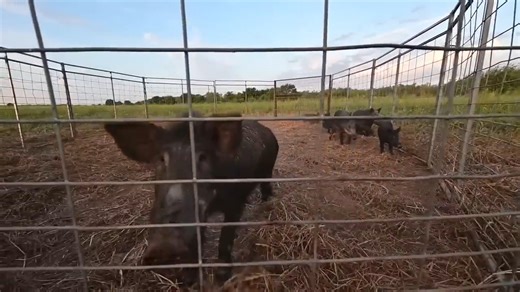 Another intense night in the field as 11 destructive wild hogs are successfully trapped. See the strategy, the setup, and the moment the gates drop on these crop-raiding pests. #WildHogTrapping #PestControl #FarmLife | Ellen Roman