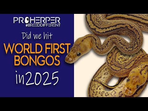 World First Bongo Clowns! Our first 2025 ball python hatchlings!