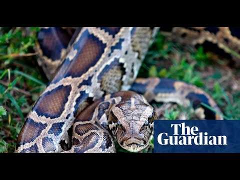 Molecule in python blood could pave way for new obesity drugs, scientists say
