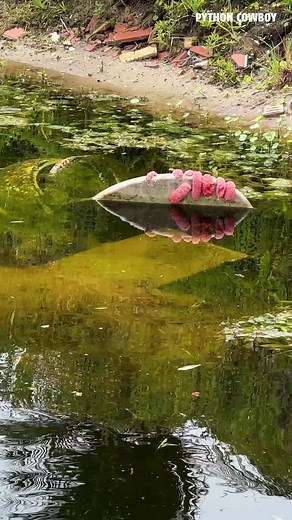 Whenever I’m doing iguana removals in the city, I can’t help but notice all the trash around the canals and parks. It’s a horrible example of how we treat the places we share with wildlife. We can and should do better. Every piece of trash adds up, and so does every bit of effort to clean it up. Let’s take pride in our backyard. | Python Cowboy Hunts