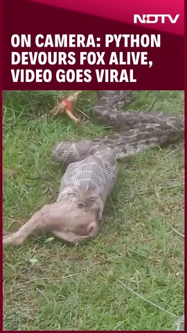 Watch: Massive Python Swallows Fox Alive In Jharkhand