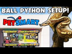 Ball Python Setup Guide for Beginners