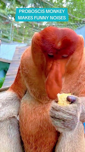 Weirdest Looking Animals: Proboscis Monkey Making Funny Noises
