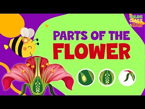 Parts of a Flower | Pollination Video | Science for Kids | Parts of Flower and their Functions